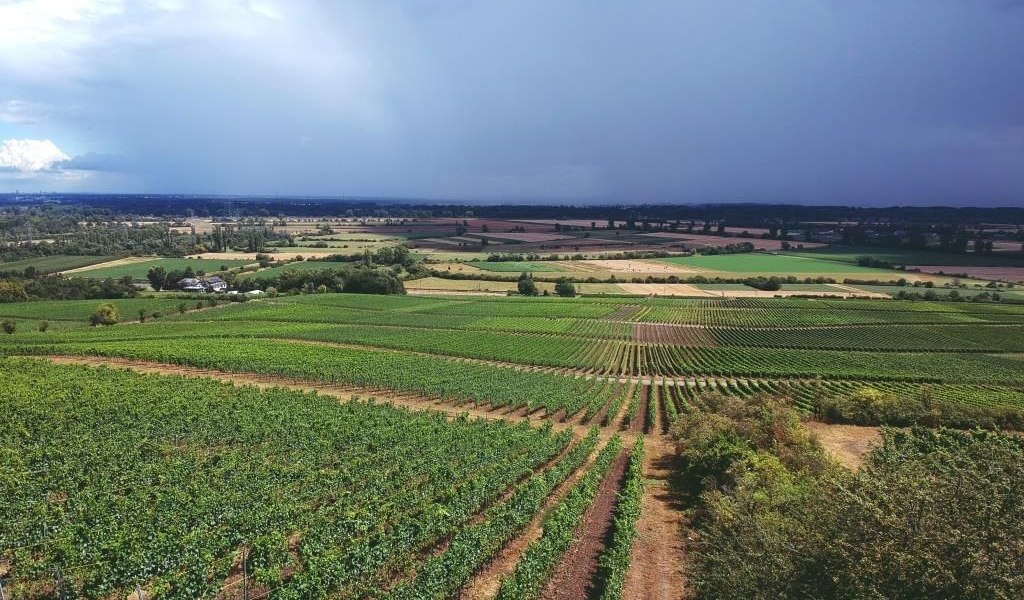 Weingut Stenner_Weinberge, &copy; Weingut Stenner