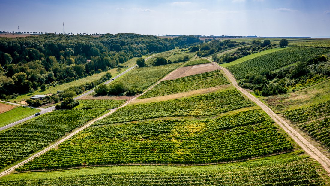 Jugenheimer Goldberg