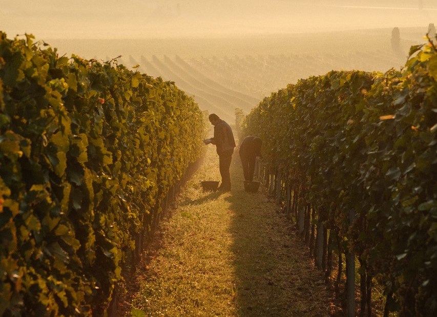 Weinberg_im_Herbst