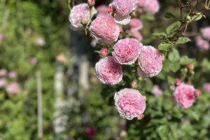 Offener Garten, &copy; Adlerhof Projekt GmbH