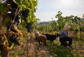 Nicole Buscher mit Schafe © David Maupilé