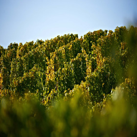 Alternativbild für Heßlocher Edle Weingärten